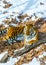 Big tiger in the snow, the beautiful, wild, striped cat, in open Woods, looking directly at us.