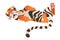 Big tiger wild animal lying on its back vector illustration