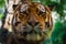 Big tigers face portrait closeup, bokeh background