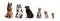 From big to small. Collage of different purebred dogs sitting isolated over white studio background. Collage