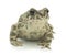 Big toad (Bufonidae)