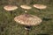 Big Toadstool or Mushroom