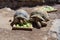 Big tortoise, turtles in animal park in Gran Canaria, Spain