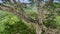 A big tree in the Amazon rainforest. Landscape of Yasuni National Park, Ecuador.