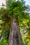 Big Tree on the Avenue of the Giants in Humboldt Redwoods State Park