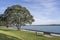 Big tree and bench on beachfront promenade at Devonport neighborhood, Auckland, New Zealand