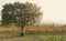 Big tree, bench in vineyard at sunset. Wine production landscape. Grapes in nature. Countryside beauty. Rows of vine