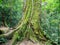 Big Tree in Bukit Lawang, Indonesia.