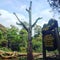 Big tree camp Kilimanjaro