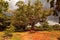 Big tree ceiba on the ranch