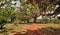 Big tree ceiba on the ranch