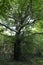 Big Tree in clear Countryside from Beskydy, the beautiful Mountains in north east Bohemia, Czech Republic