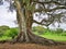 Big tree in Cornwall park. Auckland,