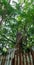 Big tree cover chimney of an old abandoned rice mill