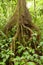 Big tree deep in rainforest borneo