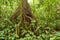 Big tree deep in rainforest borneo