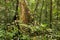 Big tree deep in rainforest borneo