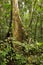 Big tree deep in rainforest borneo