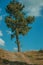 Big tree at the end of dirt road on hilly terrain