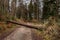 Big tree fallen across the woodland path after a big storm