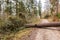 Big tree fallen across the woodland path after a big storm