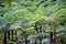 Big tree fern on rain forest at Siriphum Waterfall at Doi Inthanon National Park, Chiang Mai, Thailand