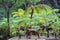 Big tree fern on rain forest at Siriphum Waterfall at Doi Inthanon National Park, Chiang Mai, Thailand