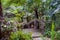 Big tree fern on rain forest at Siriphum Waterfall with Stone bridge and stone walkway at Doi Inthanon National Park, Chiang Mai,