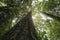 Big tree in the forest with low angel view.