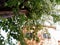 Big tree, fresh green leaves, shade. Front of house with blurred background.