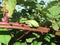 A big tree frog is sitting at a red blackberry branch