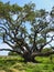 The Big Tree at Goose Island State Park, Texas