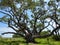 The Big Tree at Goose Island State Park, Texas