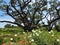 The Big Tree at Goose Island State Park, Texas