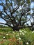 The Big Tree at Goose Island State Park, Texas