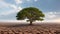Big Tree Growth on Cracked Dry Soil Global Warming