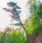 Big tree hanging on the edge of the cliff, steep rock and edge keeps the roots of a tree.