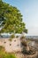 Big tree at historic coast wall in Casco Viejo in Panama City -