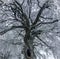 Big tree with hole opening and all branches beautifully covered in a layer of snow stunning christmas winter scene