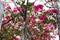 Big Tree with Huge Amount of Pink Blossoms and Surrounded by Electrical Wires in Vietnam