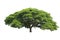 Big tree isolated, Common name : saman, rain tree, monkeypod, gi