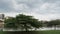 A big tree at the lakeside garden Putrajaya, famous recreational park in Putrajaya