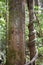 Big tree with a liana twisted around the trunk on the hiking trail at dragon crest in Khao Ngon Nak in Krabi, Thailand, Asia