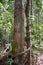 Big tree with a liana twisted around the trunk on the hiking trail at dragon crest in Khao Ngon Nak in Krabi, Thailand, Asia