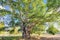 Big tree with lush foliage