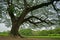 Big tree many green leaves and big branch in the park