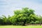 big tree in midst of Ruin of Historical park