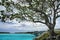Big tree by Mouli Bridge between Ouvea and Mouli islands, Loyalty Islands, New Caledonia