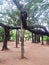 A big tree at and near aurovil. Pondicherry.
