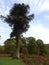 Big tree near Powerscourt Waterfall in the Wicklow Mountains near Dublin in Ireland